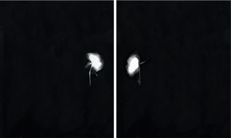 1. Mai-Almoataz-White-Rose-II-Digital-rendition-on-silver-gelatin-print-2-1024x610